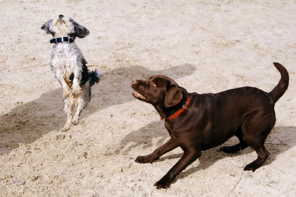 Daycare With Dogs in Mind