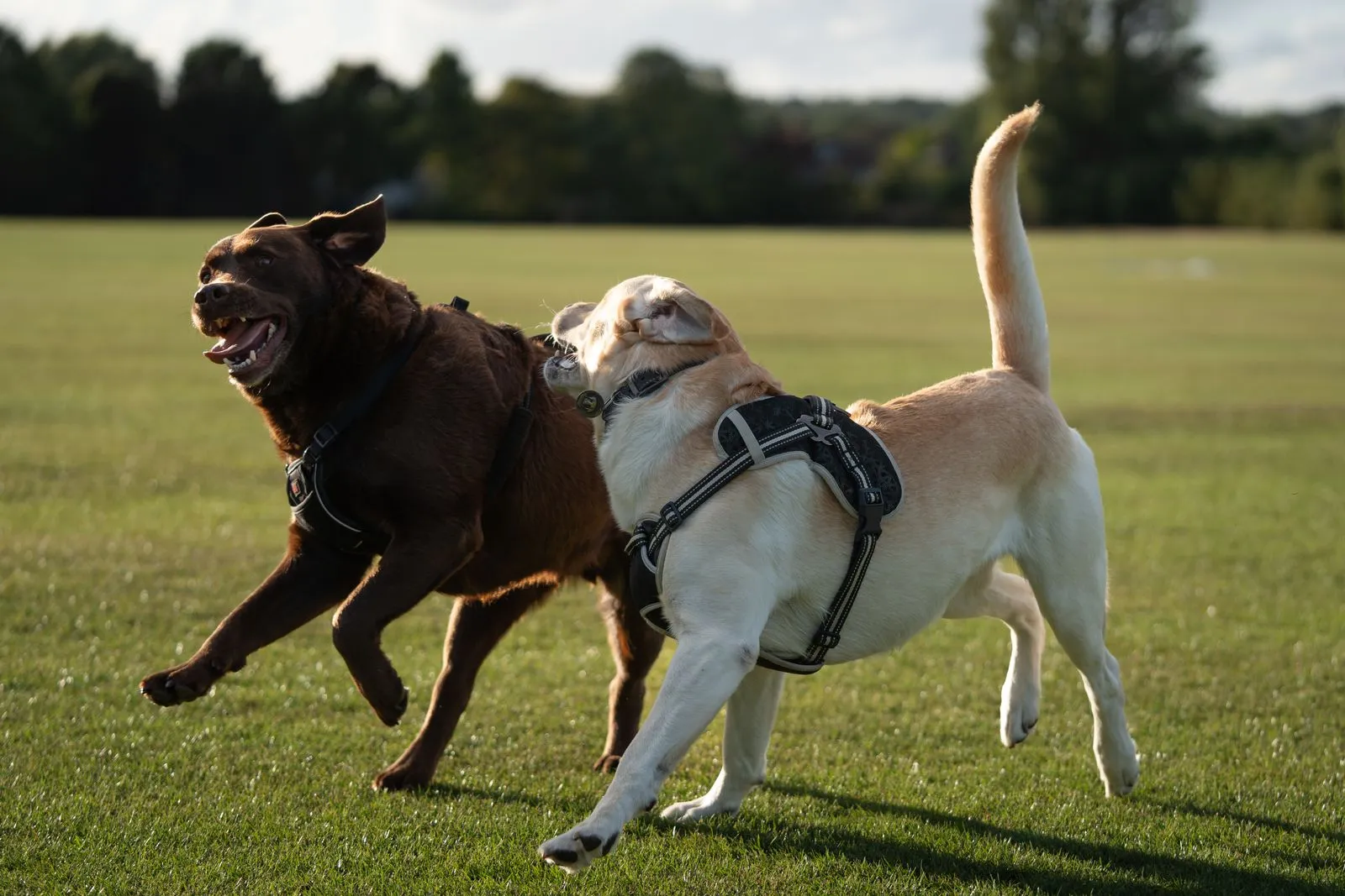 Two dogs frolic joyfully in a sunny park, showcasing lively interaction and playful energy.